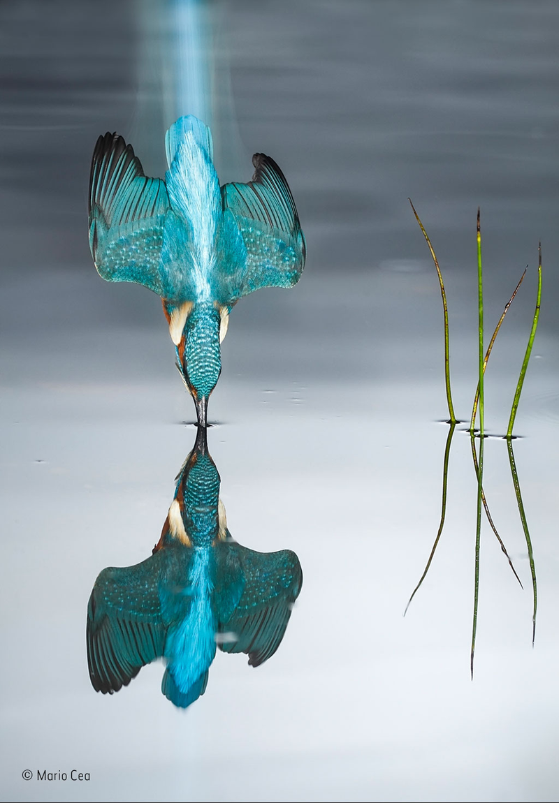 Illustration for article titled Wildlife Photo Contest Shows Nature Can Be Cruel—But Also Kind